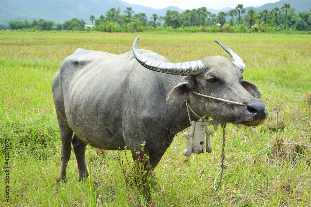 asia buffalo in country field of northern thailand asia buffalo in country field of northern thailand