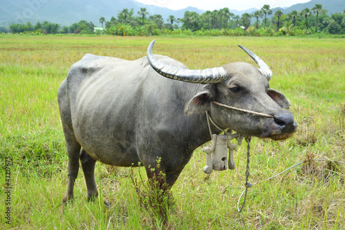 Fototapeta Naklejka Na Ścianę i Meble -  asia buffalo in country field of northern thailand