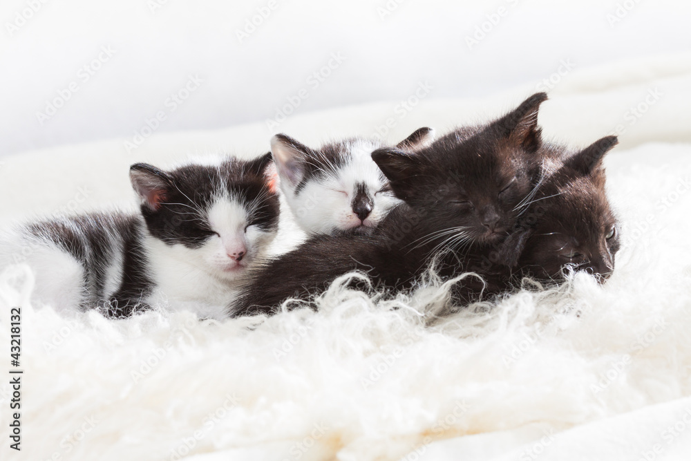 Sibling kittens taking a nap
