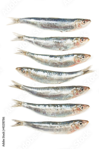 Sardine fish isolated on white