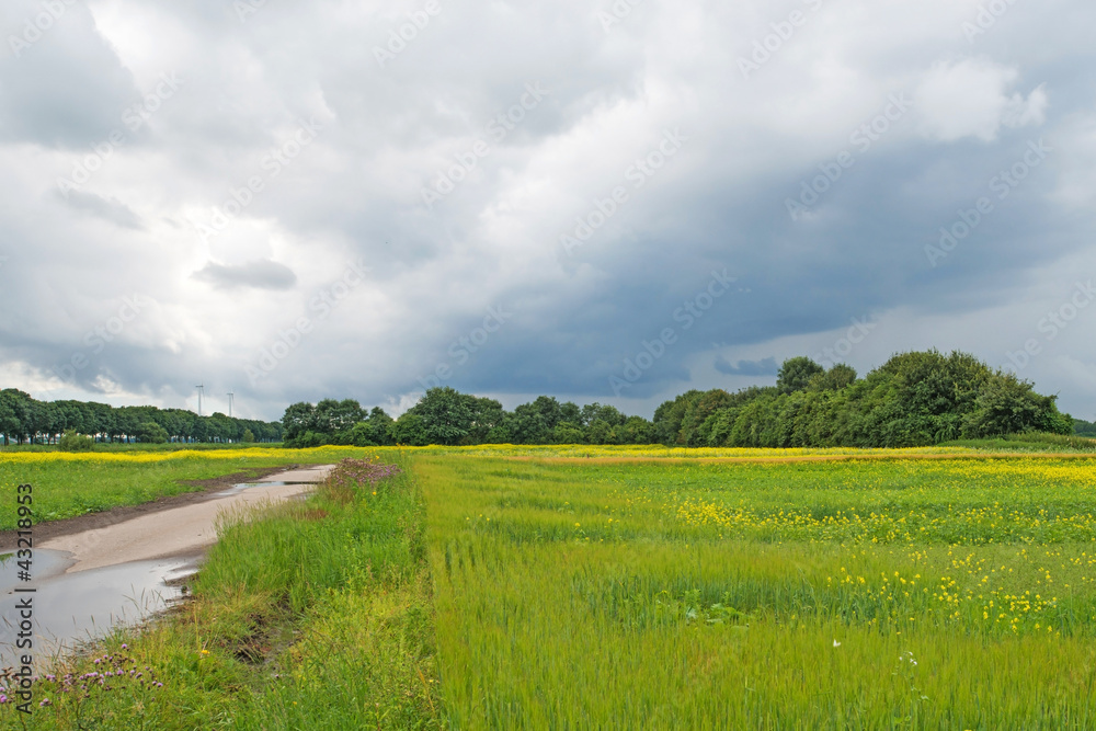 Obraz premium Corn growing on a field in summer