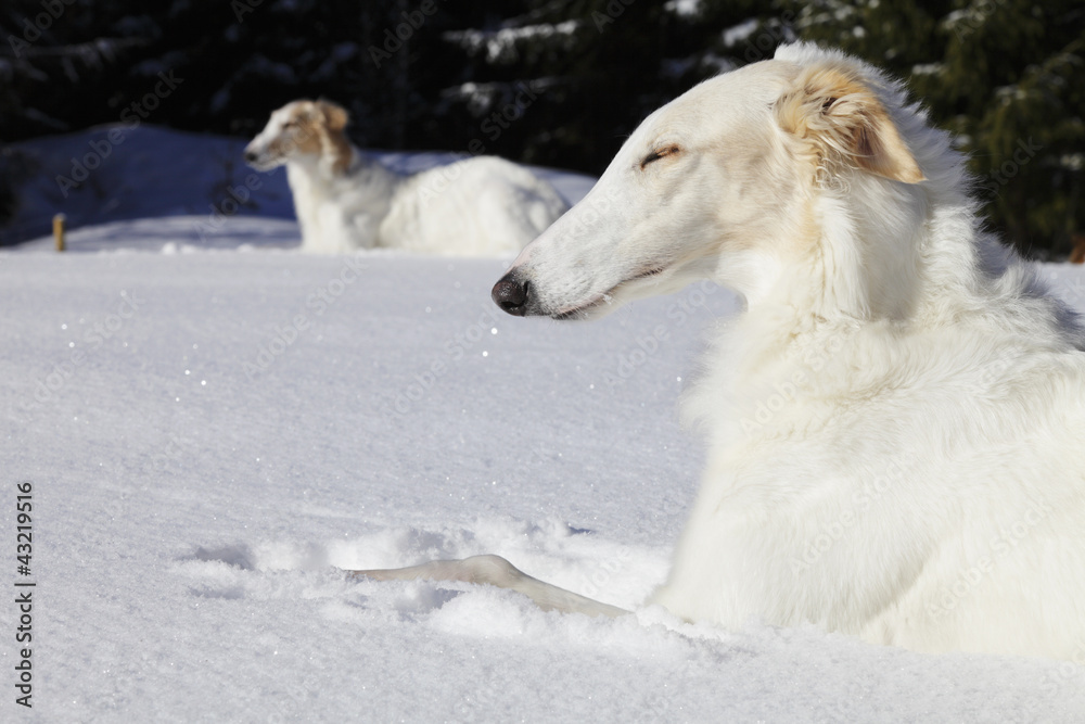 borzoi dogs, sight-hounds in snowy winterland borzoi dogs, sight-hounds in snowy winterland