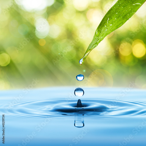 water drop from green leaf on summer background