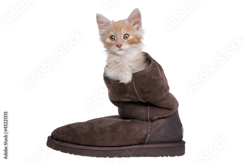 red kitten in boot