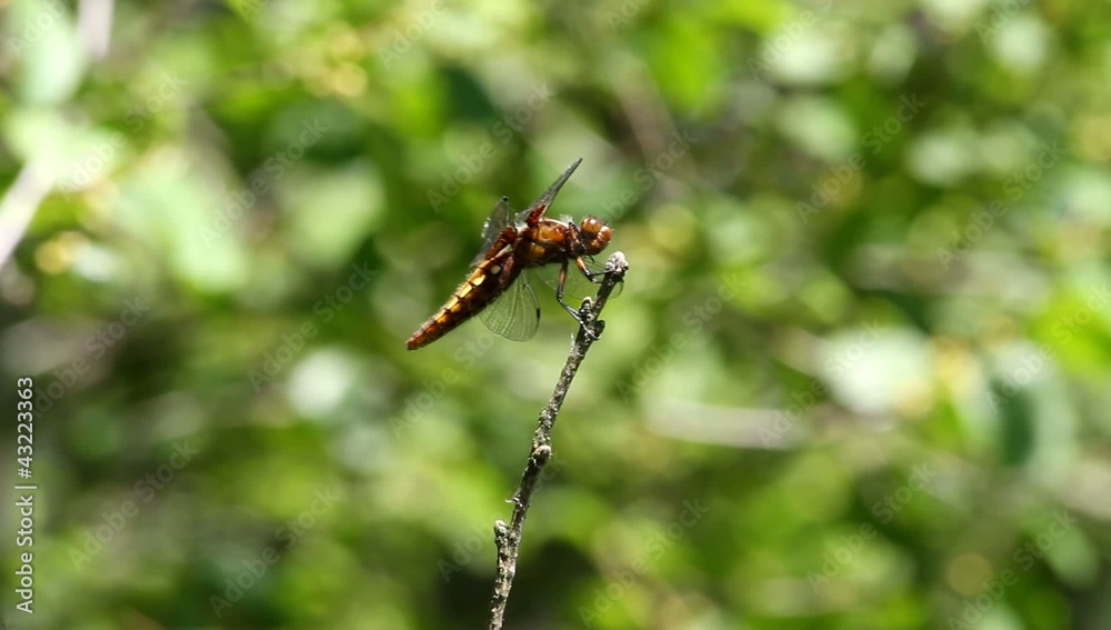 Plattbauchlibelle (Libellula depressa) -Weibchen Plattbauchlibelle (Libellula depressa) -Weibchen