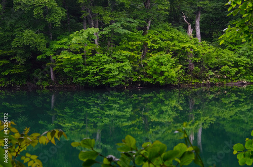 ブナ林の池 © eyeblink