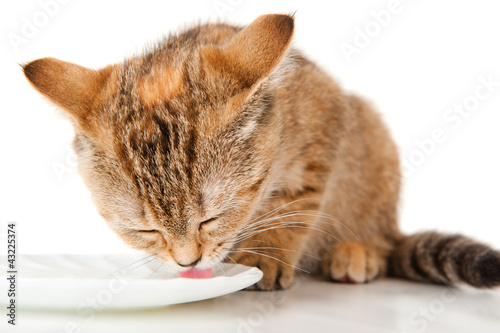 Kitten milk from a saucer of varnish