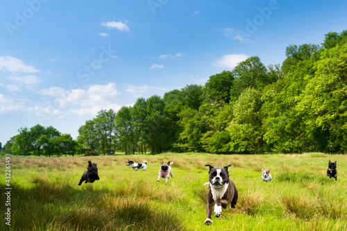 Happy dogs romping in a field