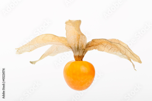 Fresh golden cape gooseberry, physalis
