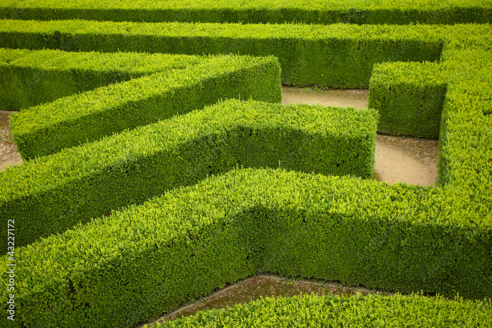 Obraz premium geometric pattern of green hedge flowerbed