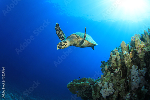 Hawksbill Sea Turtle swims past coral reef