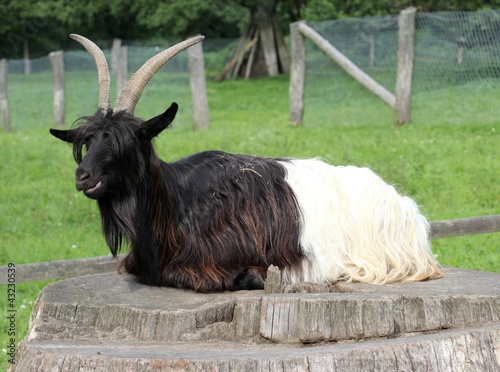 Walliser Schwarzhalsziege ruht auf Baumstumpf photo