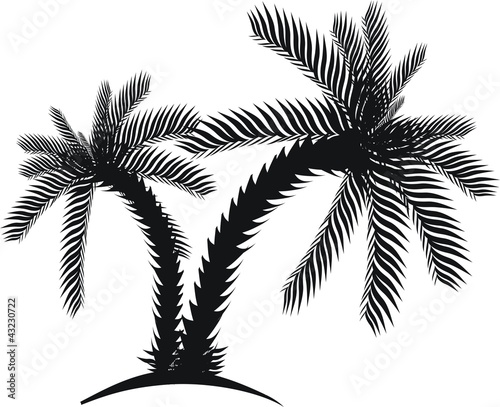 palm