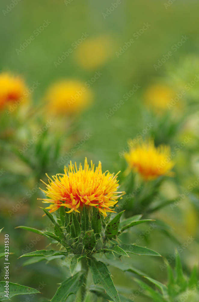 紅花　‐Safflower‐