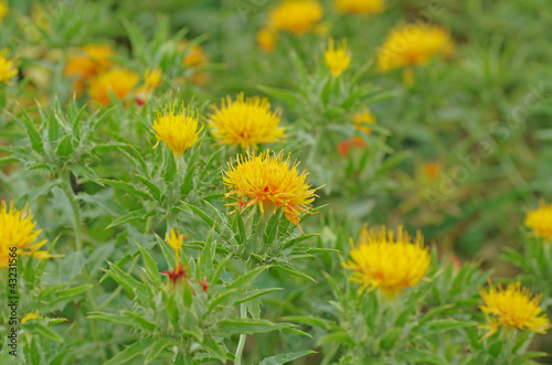 Canvas-taulu 紅花　‐Safflower‐