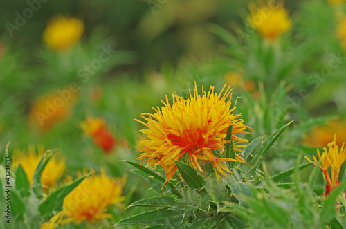 Canvas-taulu ベニバナ　‐Safflower‐