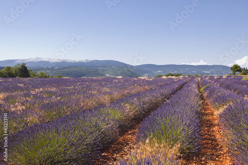 Lavender fields near to Sault in Provence. photo