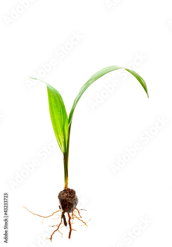 oil palm sprout with root isolated on white background