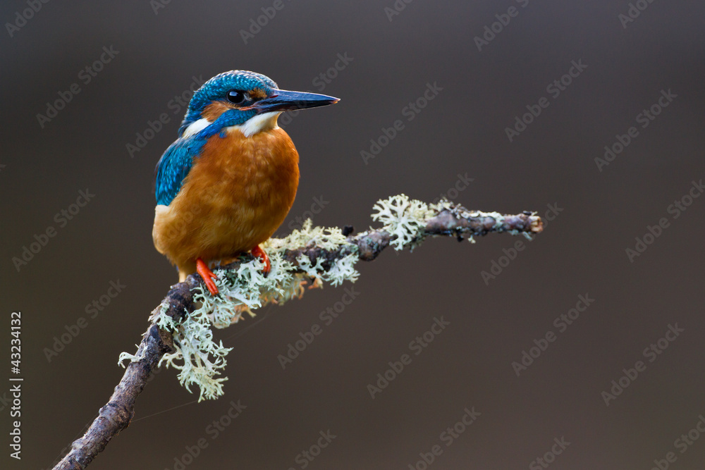 Fototapeta premium Common Kingfisher Alcedo atthis adult male