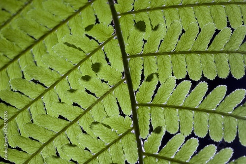 foglia di felce photo