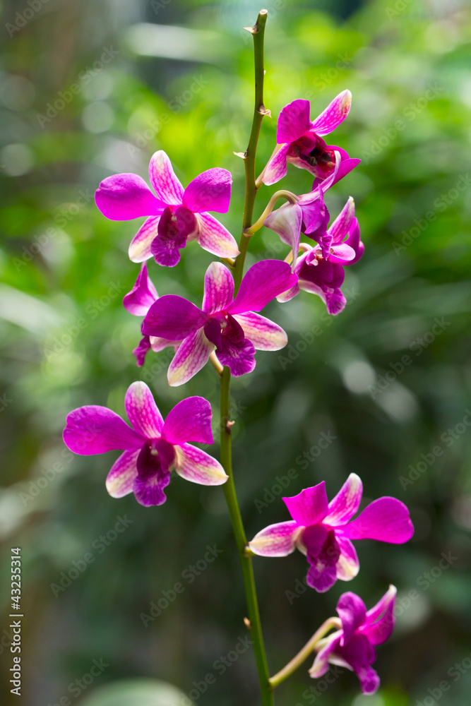 Botanic garden Bogor, Orchid