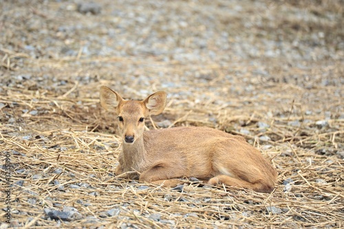 Fawn