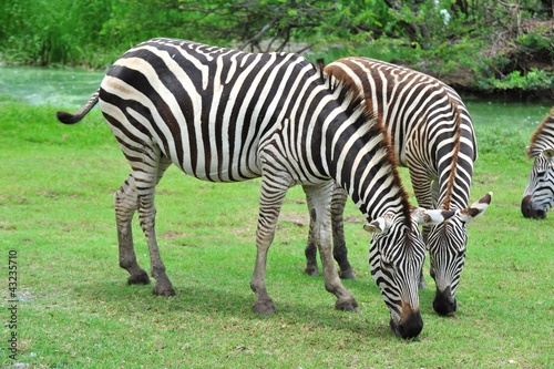 zebra eating grass