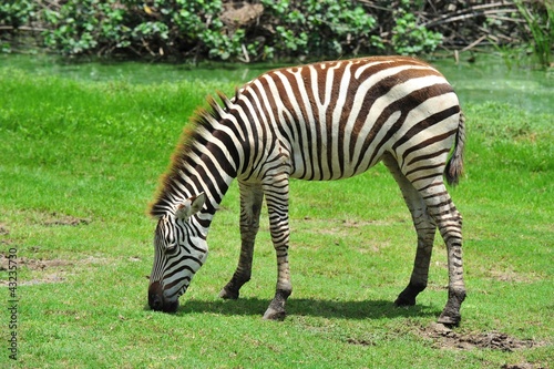 zebra eating grass © antpkr