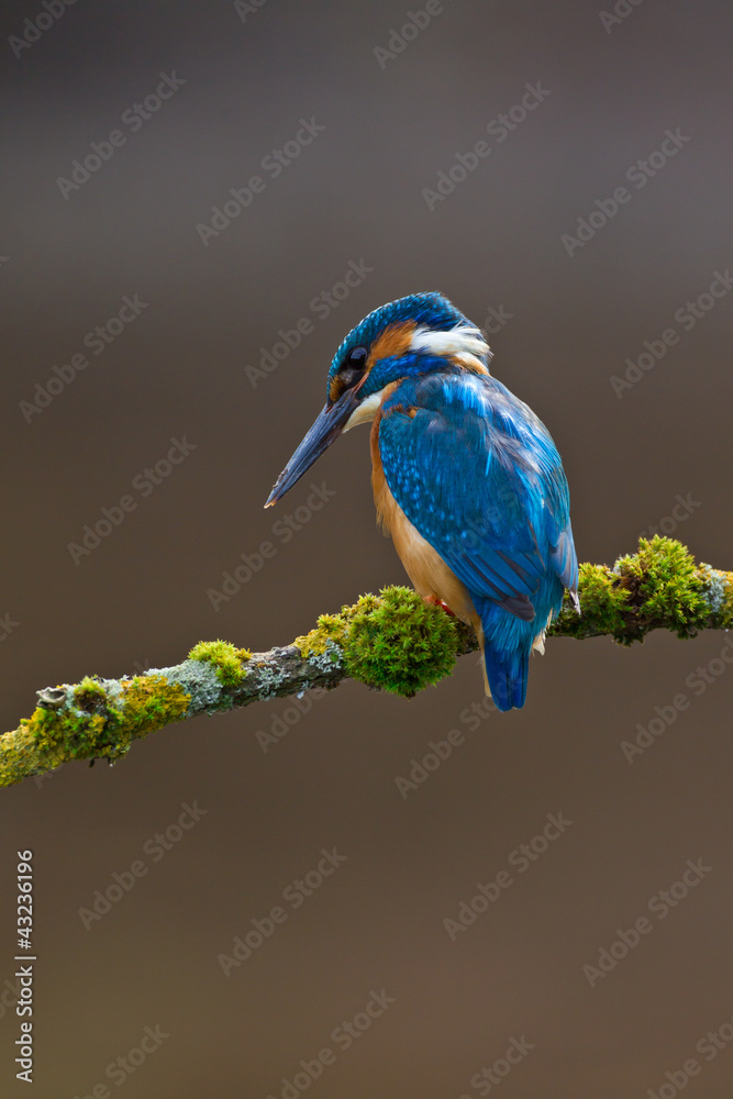 Obraz premium Common Kingfisher Alcedo atthis adult male