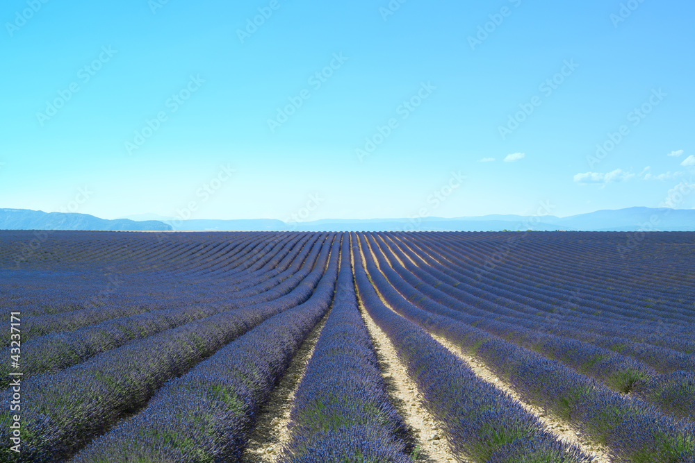 Lavender flower blooming fields endless rows. Valensole provence