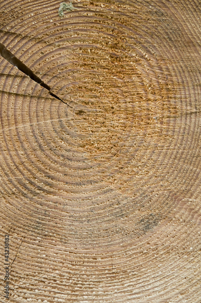 Naklejka premium cut wood background
