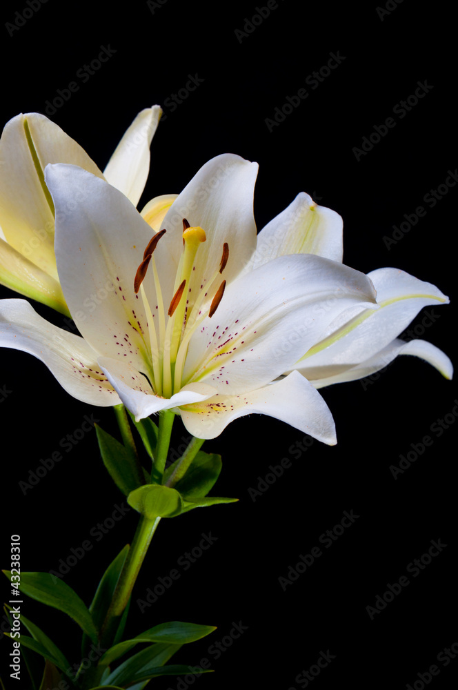 Fototapeta premium Lily close-up on black background.