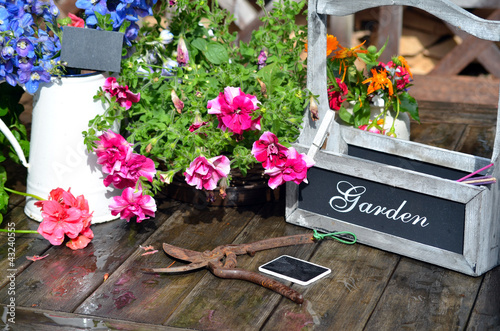 Fototapeta Naklejka Na Ścianę i Meble -  Garden Flower pink