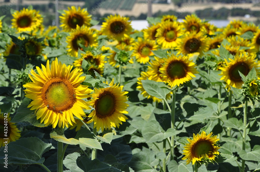 Girasoli Girasoli