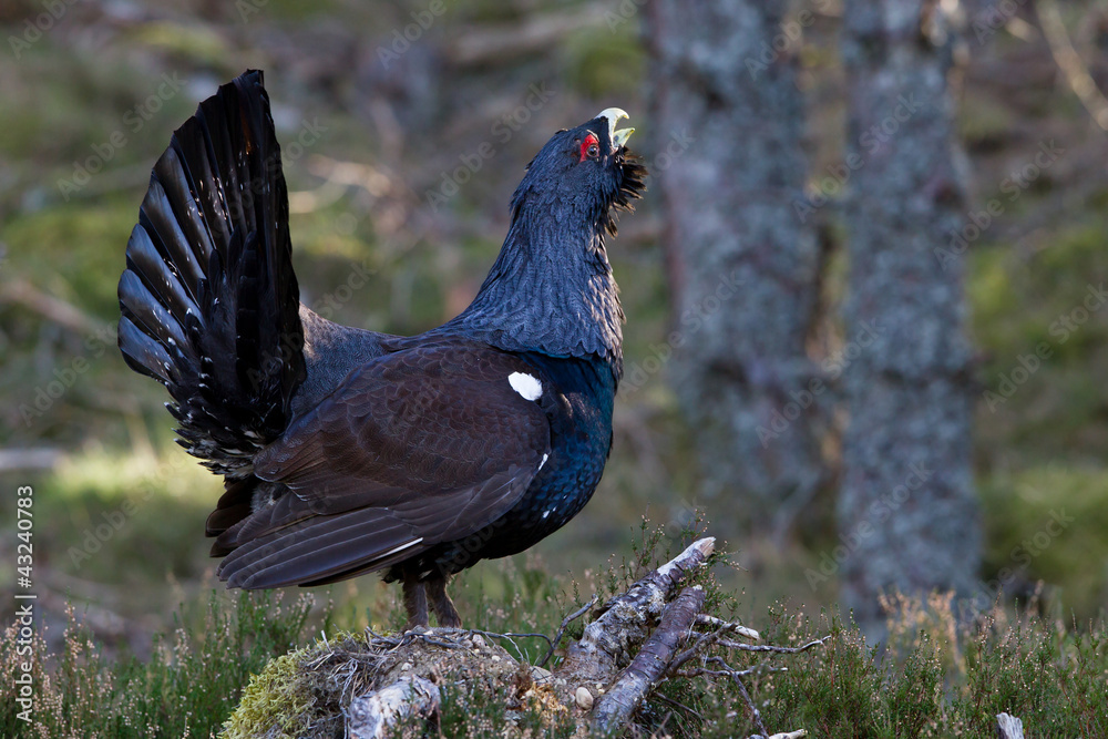 Capercaillie Tetrao urogallus adult male displaying Capercaillie Tetrao urogallus adult male displaying