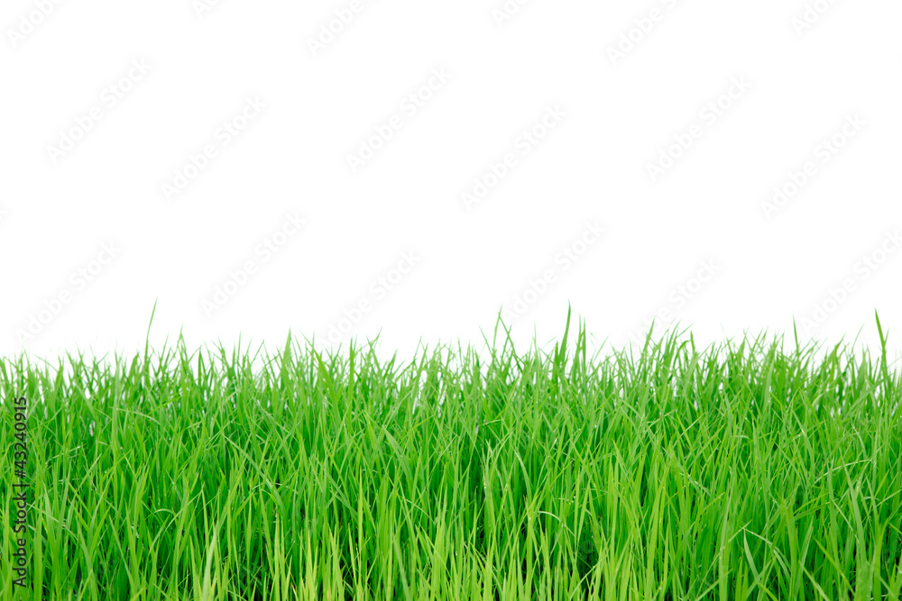 Fototapeta premium świeża wiosna zielona trawa na białym tle