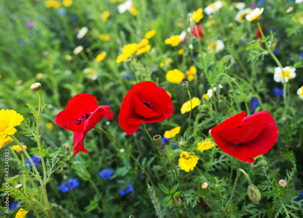 Naklejka premium Poppies in a field in summer