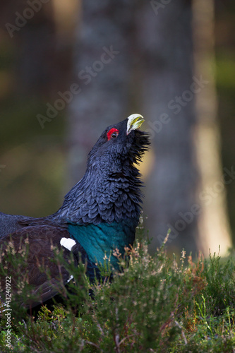 Capercaillie Tetrao urogallus adult male displaying