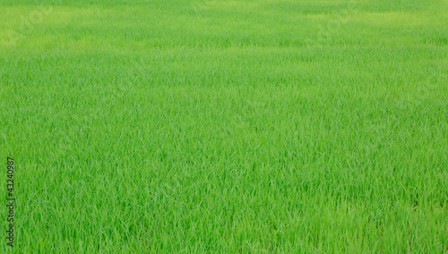 Fototapeta Naklejka Na Ścianę i Meble -  Image of fresh spring green grass