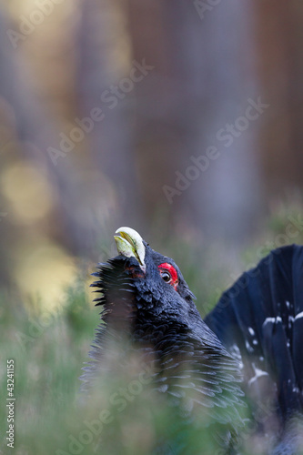 Capercaillie Tetrao urogallus adult male displaying