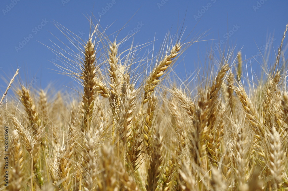 Spighe di grano Spighe di grano