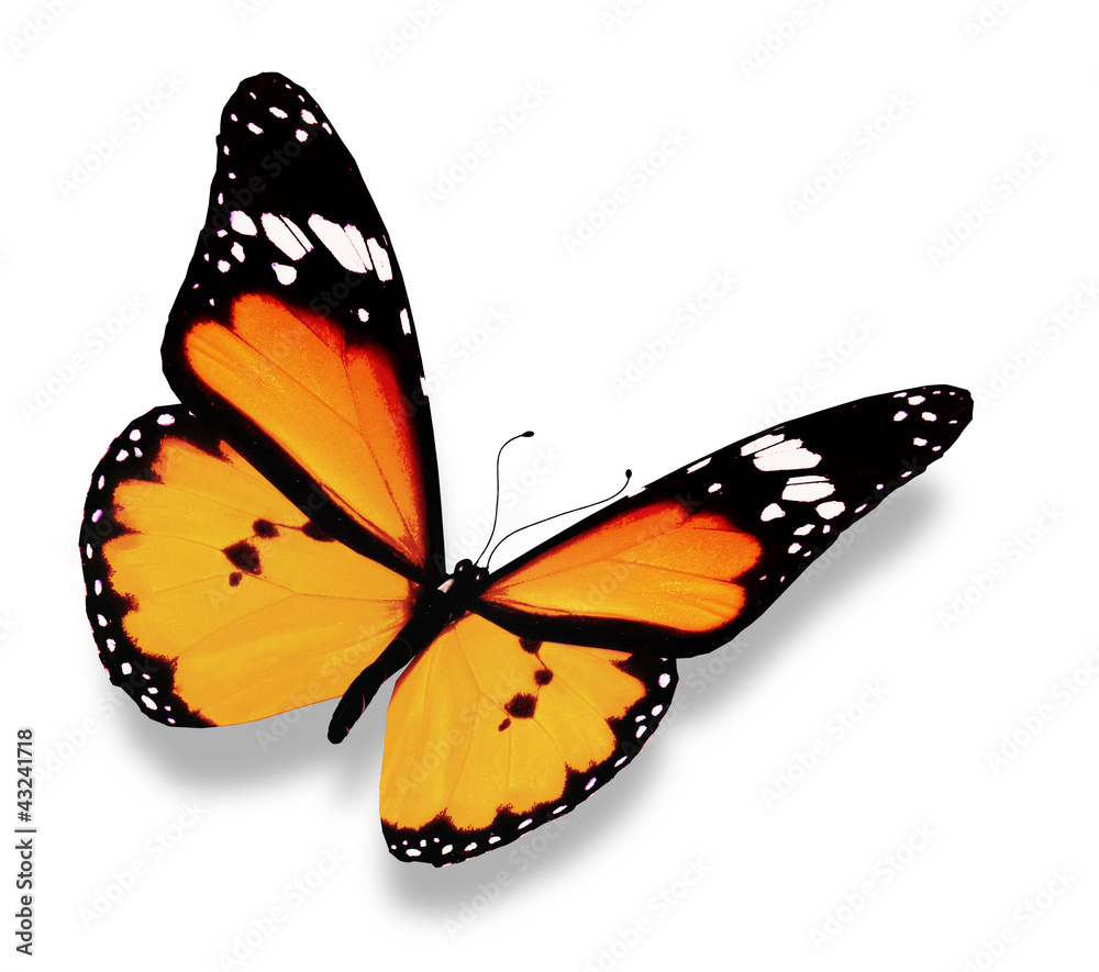 Orange butterfly, isolated on white