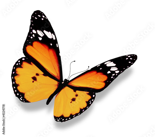 Orange butterfly, isolated on white