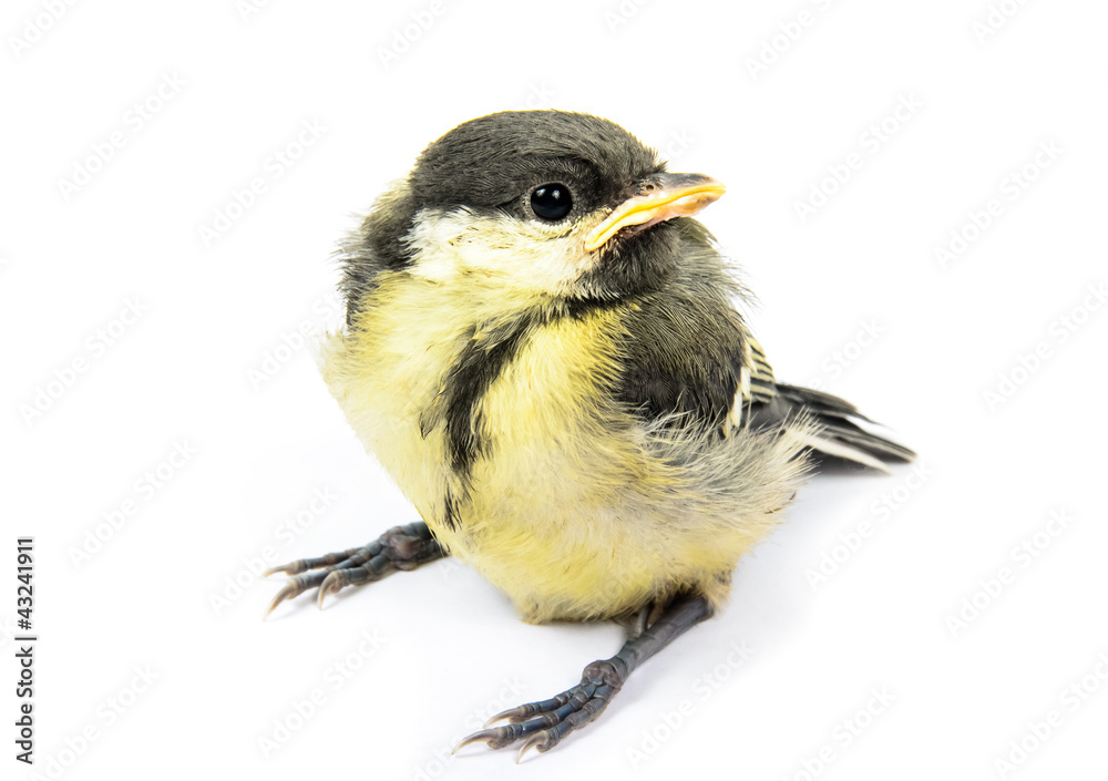 Naklejka premium Fledgling birds tit