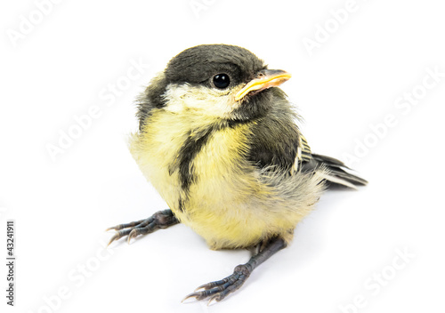 Fledgling birds tit