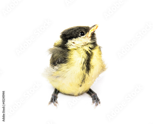 Fledgling birds tit