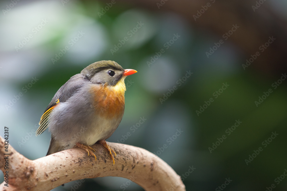 Fototapeta premium A nice looking bird on the tree