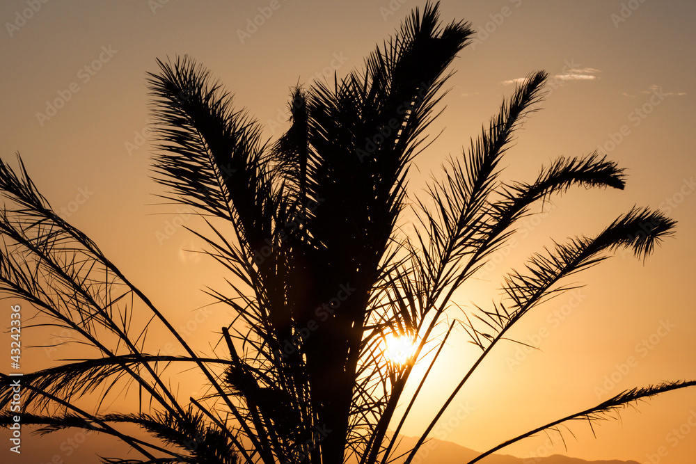 palm tree silhouette and sunset palm tree silhouette and sunset