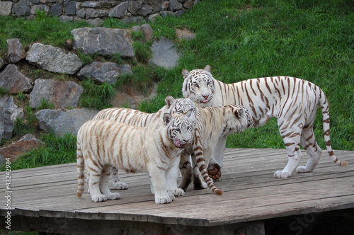 White Tigers Waiting For Food