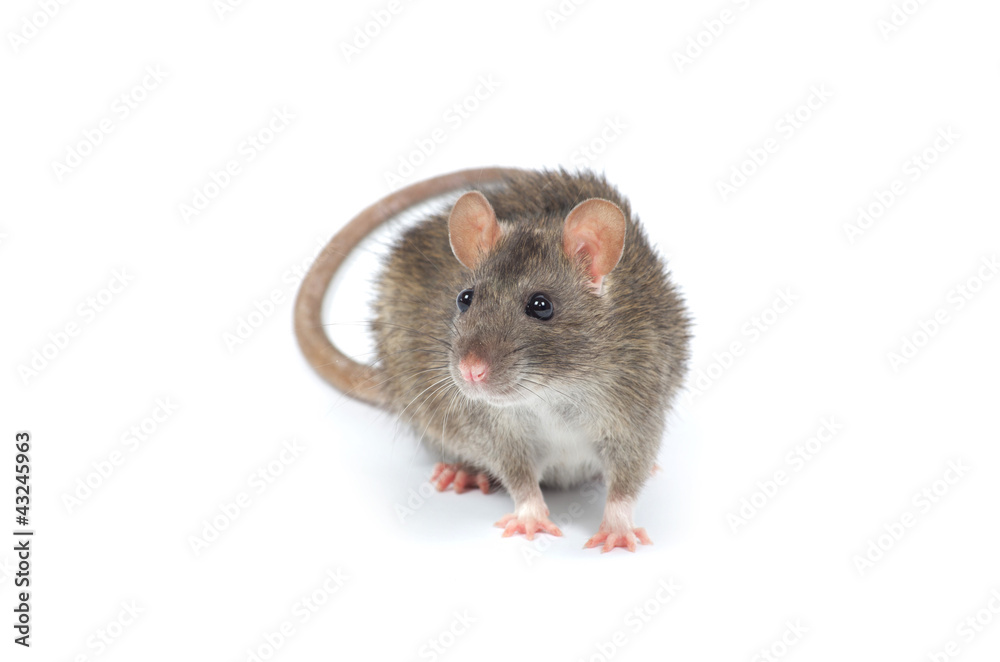 rat rat